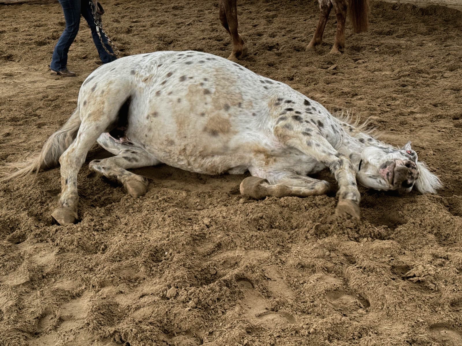 Spirit wälzt sich entspannt und lebensfroh im Sand